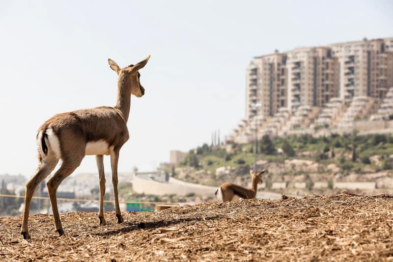 פסטיבל בתים מבפנים ירושלים