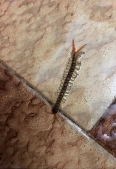 למה חשוב להדביר בית חדש לפני הכניסה