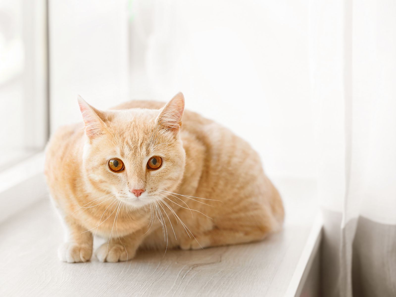 חלון הזדמנויות: כך הופכים את אדן החלון לחלום אישי מעוצב